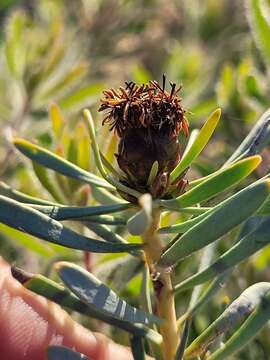 Image of Leucadendron sheilae I. J. M. Williams