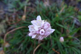 Image of Armeria ruscinonensis Girard