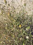 Sivun Encelia frutescens (A. Gray) A. Gray kuva