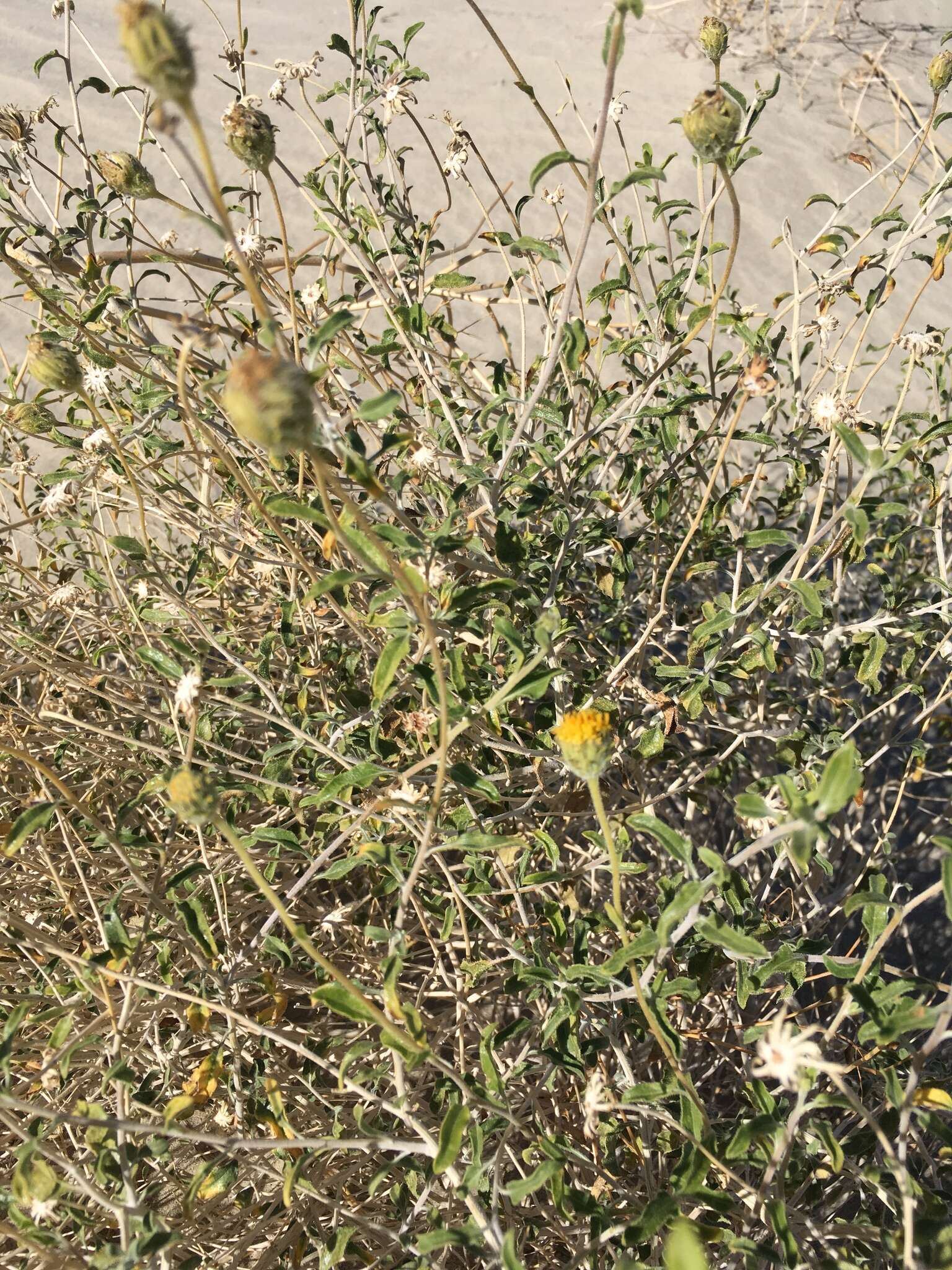 Sivun Encelia frutescens (A. Gray) A. Gray kuva