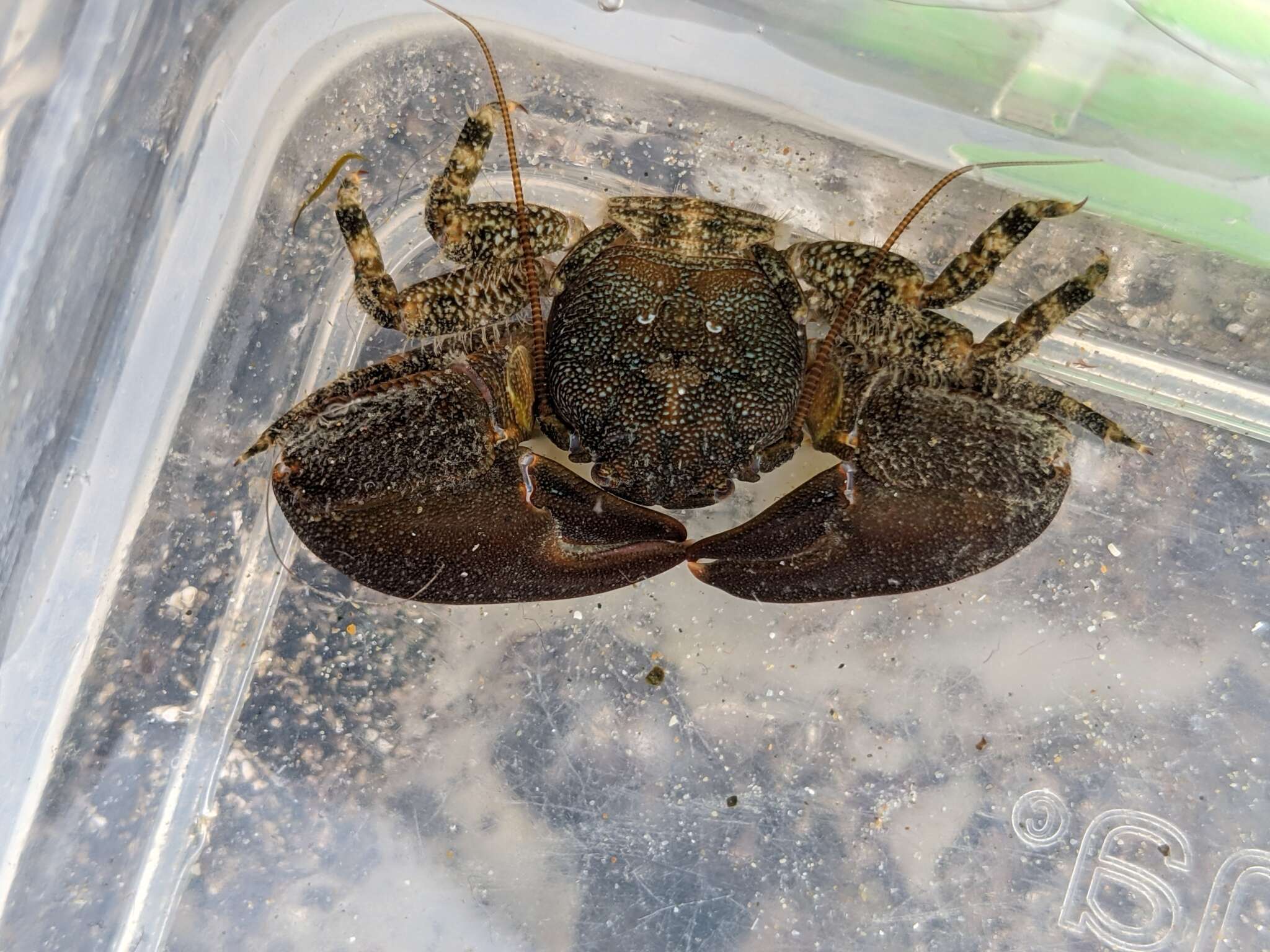 Image of Cabrillo porcelain crab