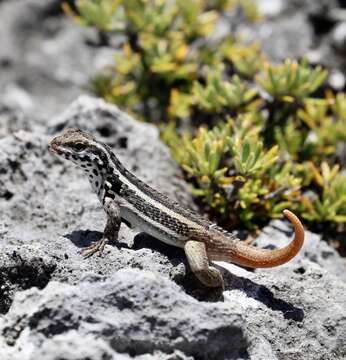 Image of Santo Domingo Curlytail Lizard