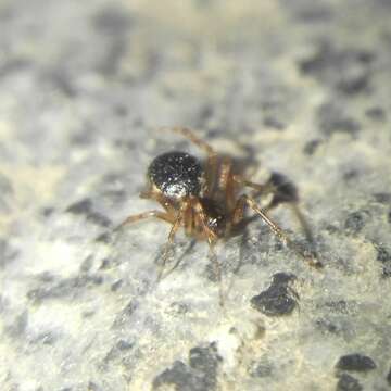 صورة Sardinidion