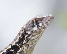 Image of Bastion Cay Curlytail Lizard