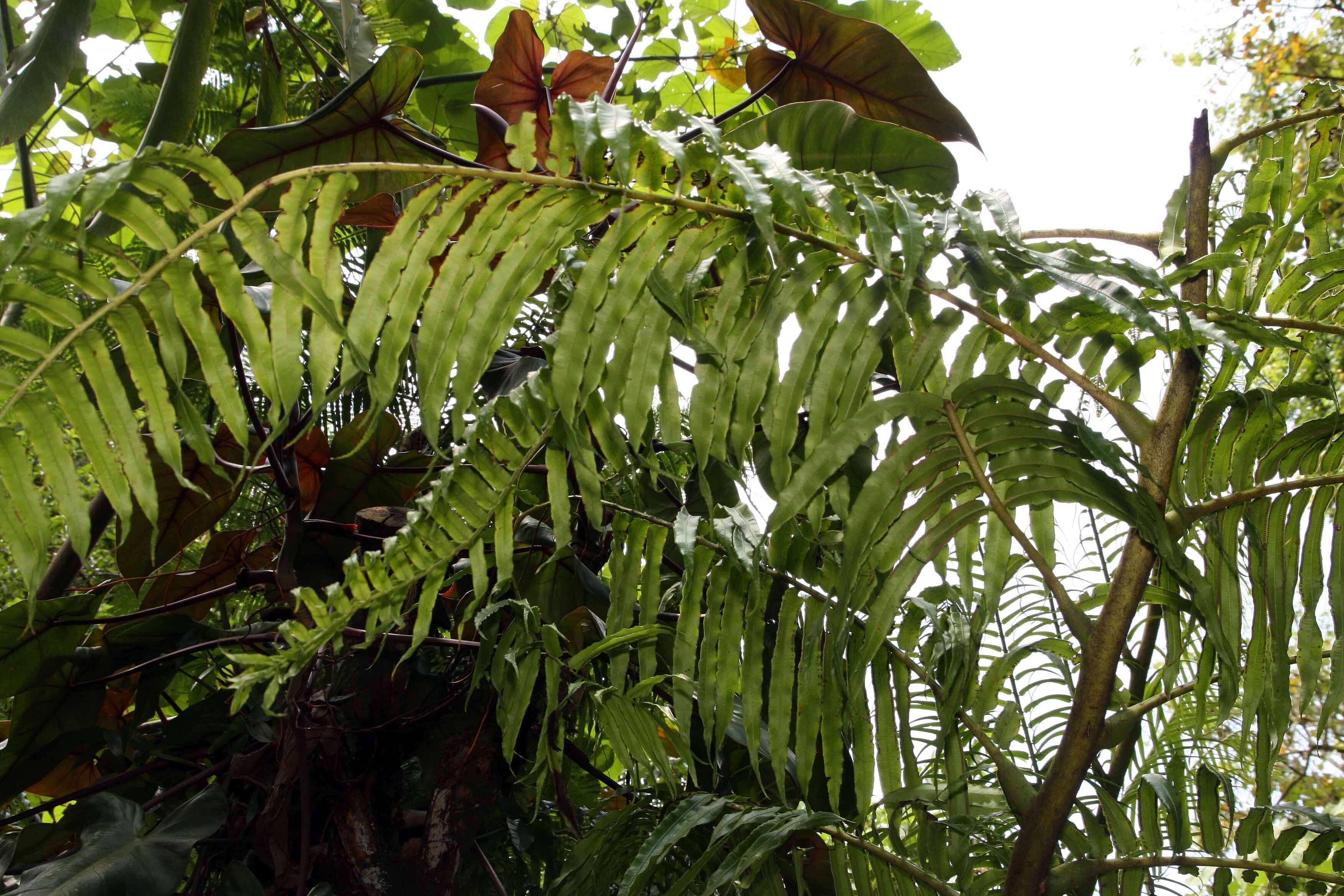 Image of angiopteris fern