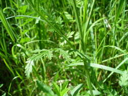 Image of Pastinaca pimpinellifolia M. Bieb.
