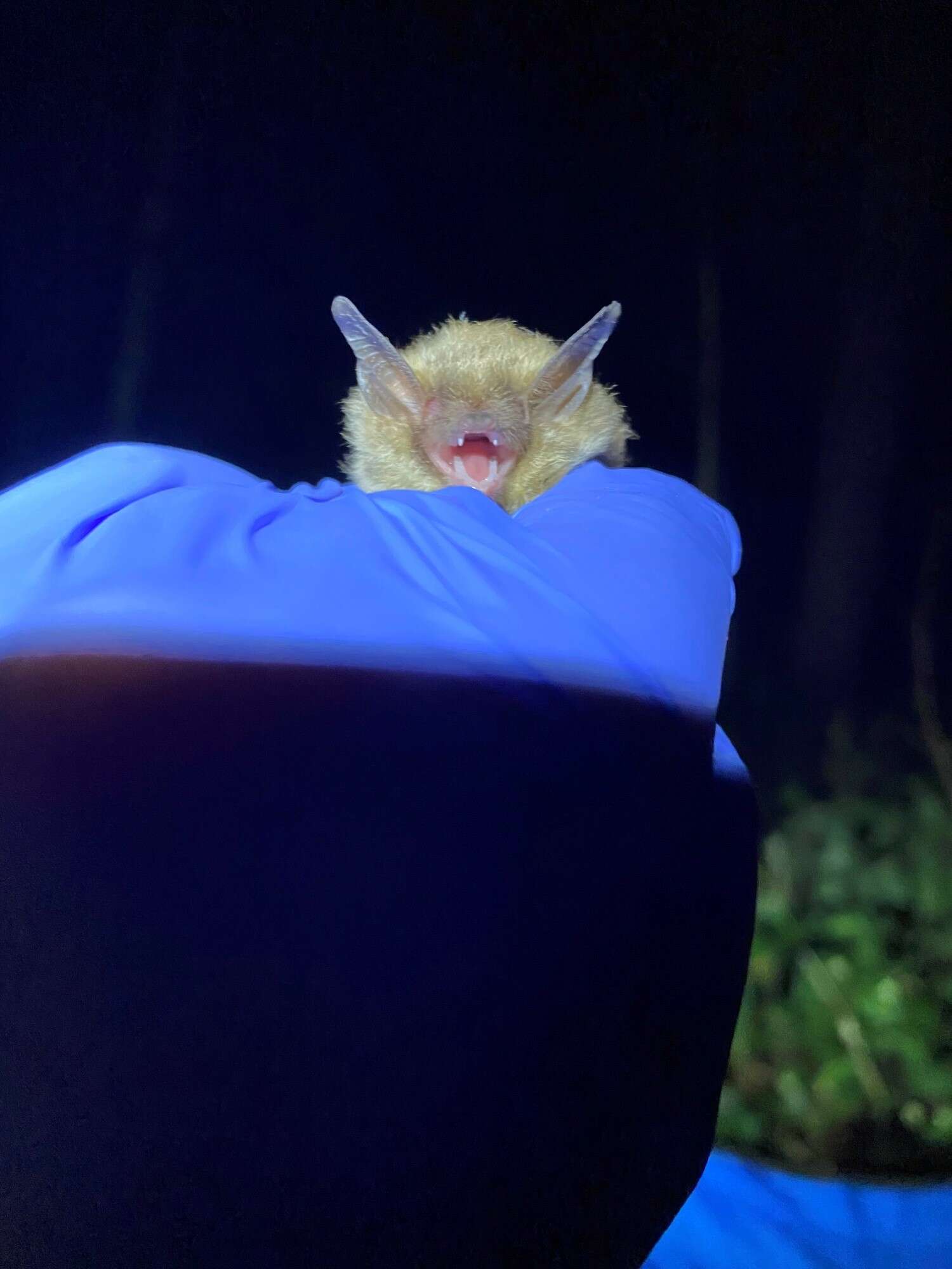 Image of Northern Long-Eared Bat