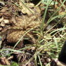 Image of feather leg baboon tarantula