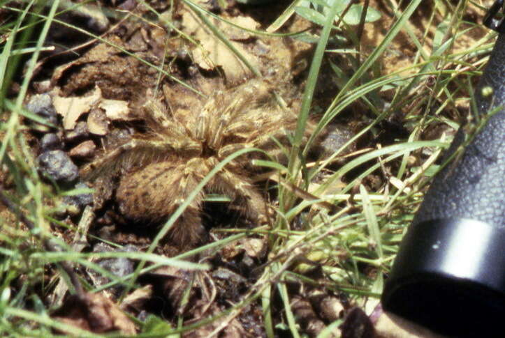 Image of feather leg baboon tarantula