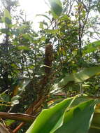 Image of Renealmia densiflora Urb.