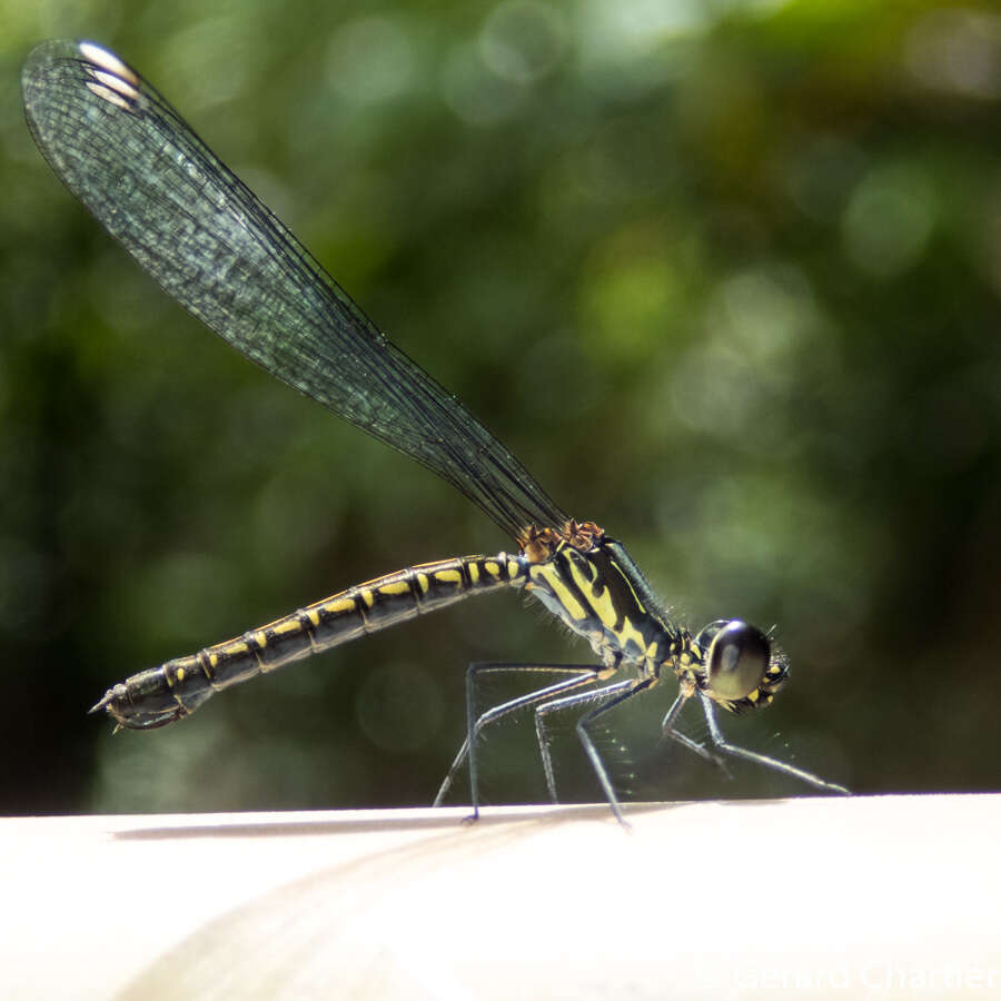 Libellago hyalina (Selys 1859)的圖片