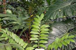 Image of Cycad