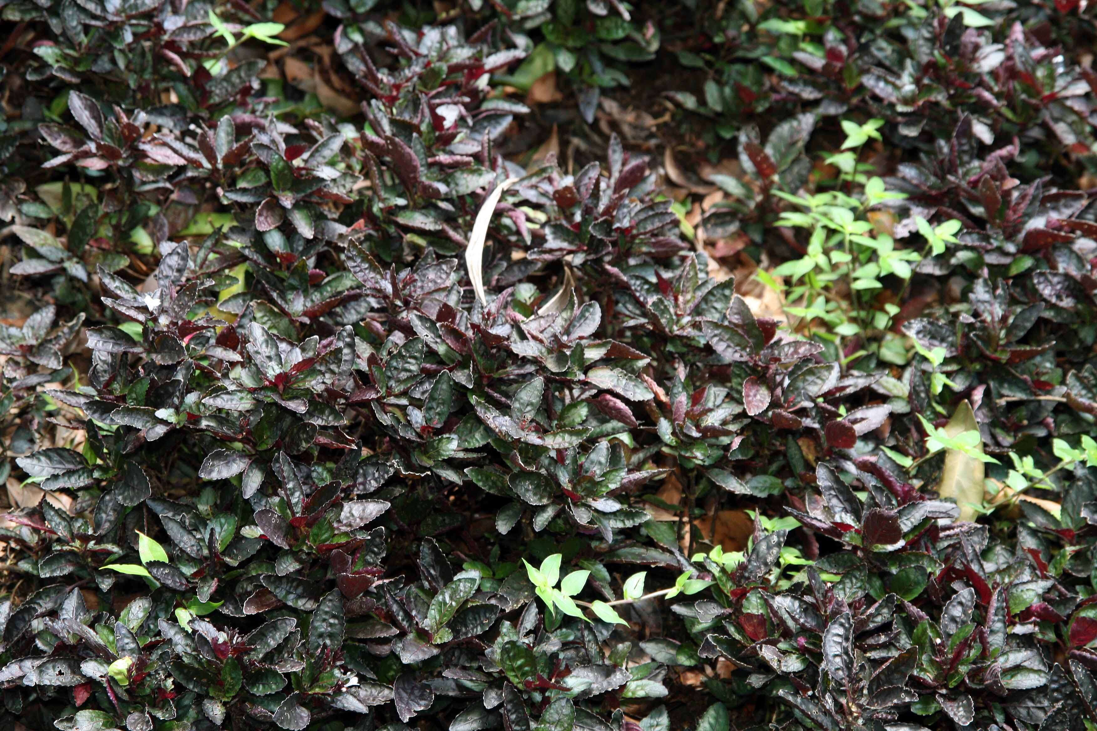 Plancia ëd Strobilanthes alternata (Burm. fil.) Moylan ex J. R. I. Wood