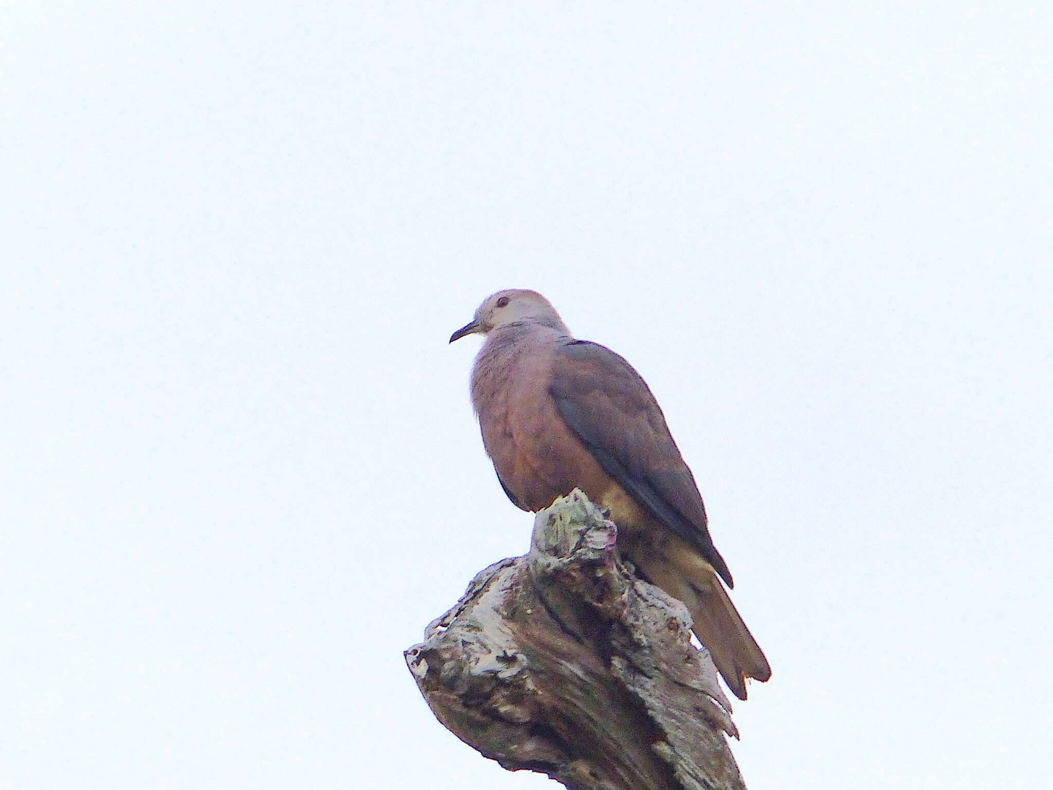 Image of Barking Imperial Pigeon