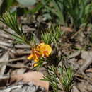 صورة Pultenaea laxiflora Benth.