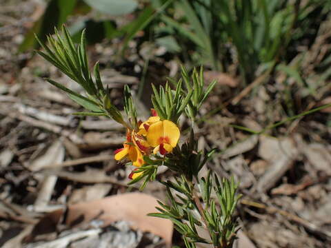 صورة Pultenaea laxiflora Benth.