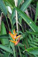 Image of parakeetflower