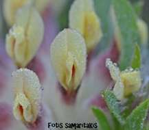 Image of Anthyllis vulneraria subsp. rubriflora (DC.) Arcang.