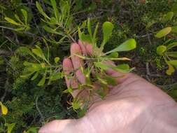 Image of ridgetop naupaka