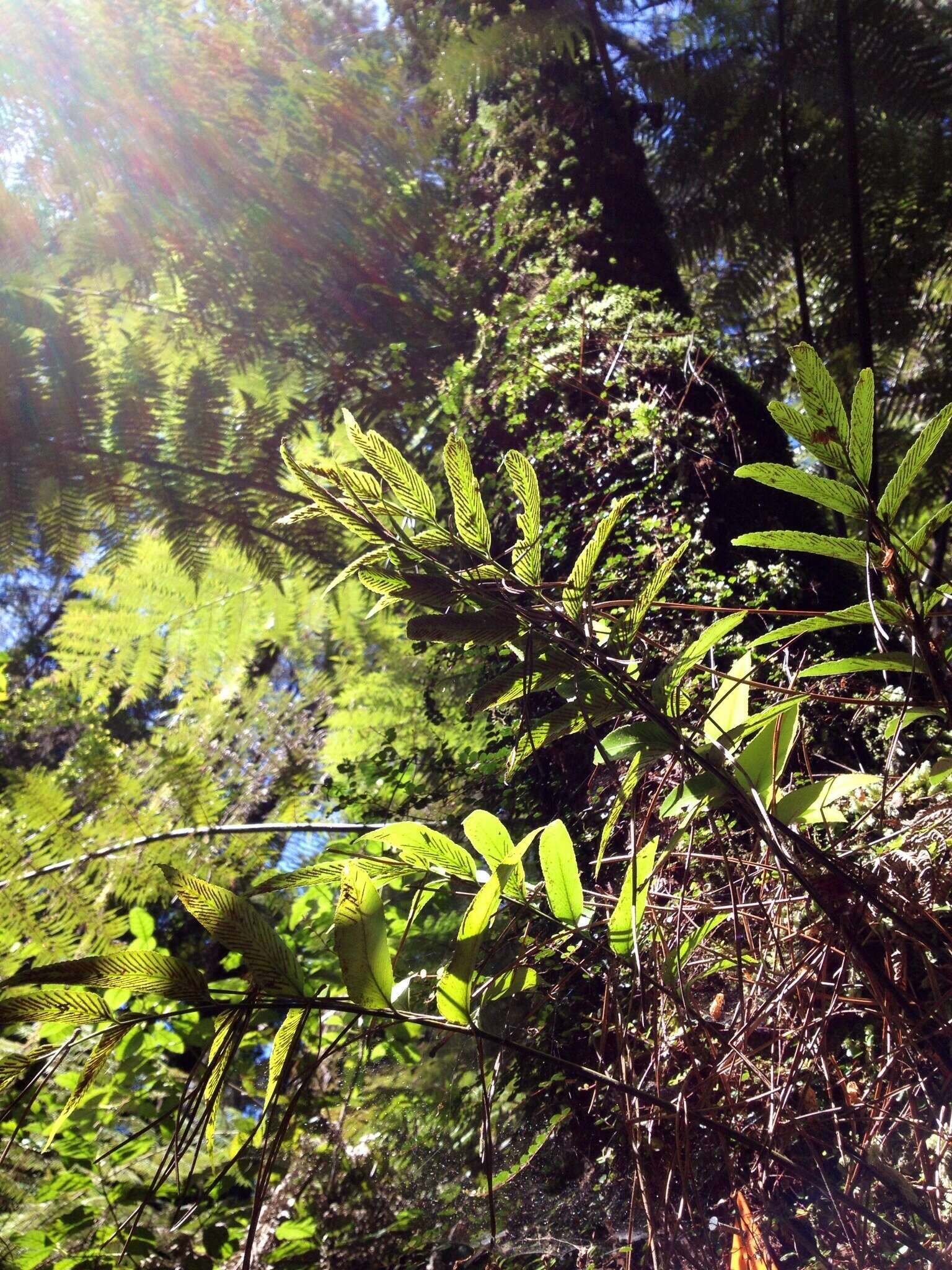 Image of Asplenium oblongifolium Col.