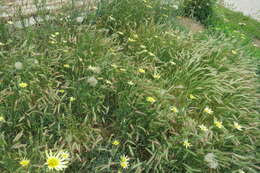 Image of Tragopogon soltisiorum Mavrodiev