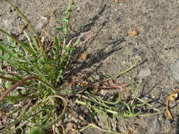 Image of Taraxacum scariosum (Tausch) Kirschner