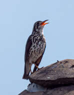 Plancia ëd Turdus litsitsirupa (Smith & A 1836)