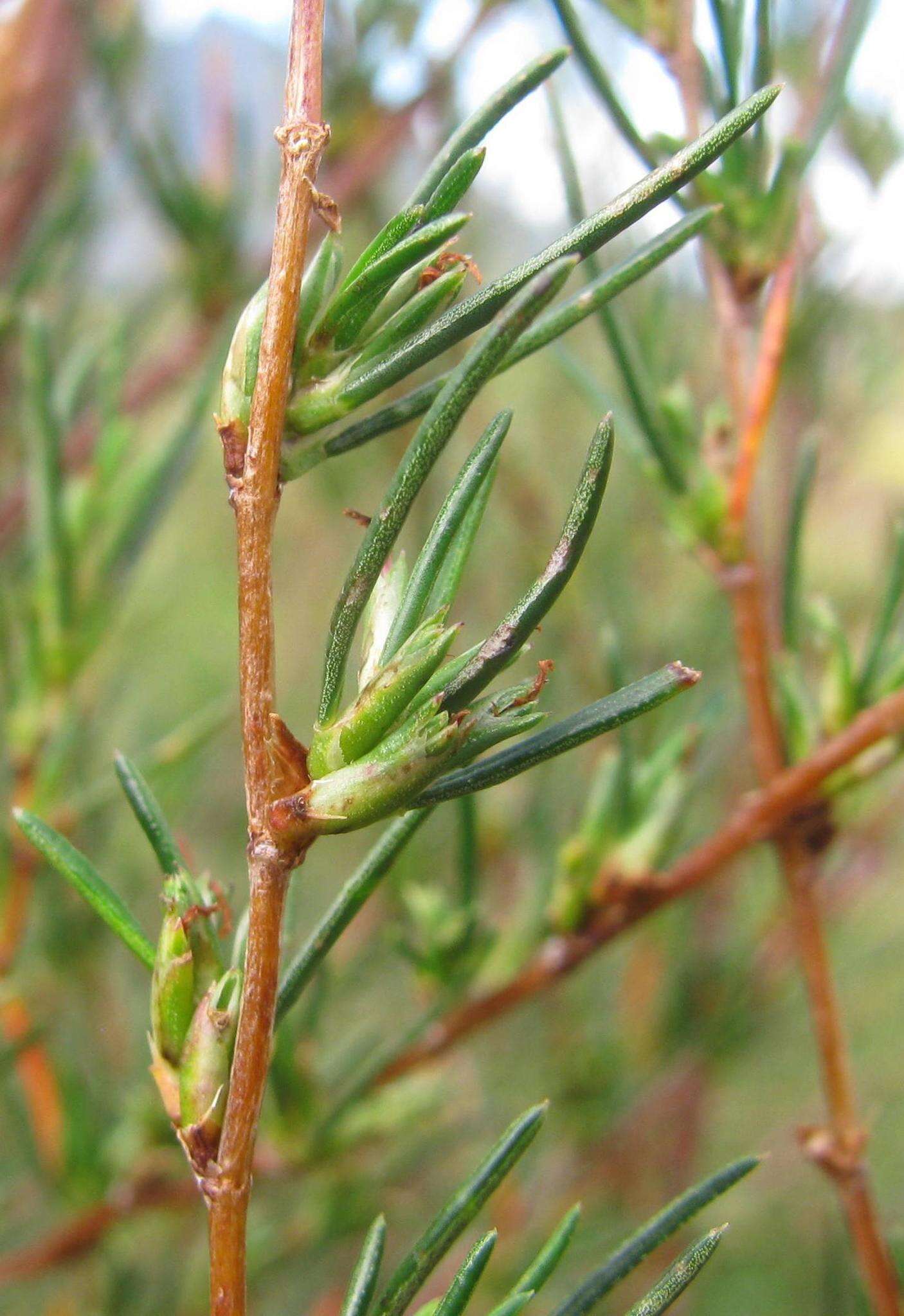 Image of Cliffortia erectisepala Weim.