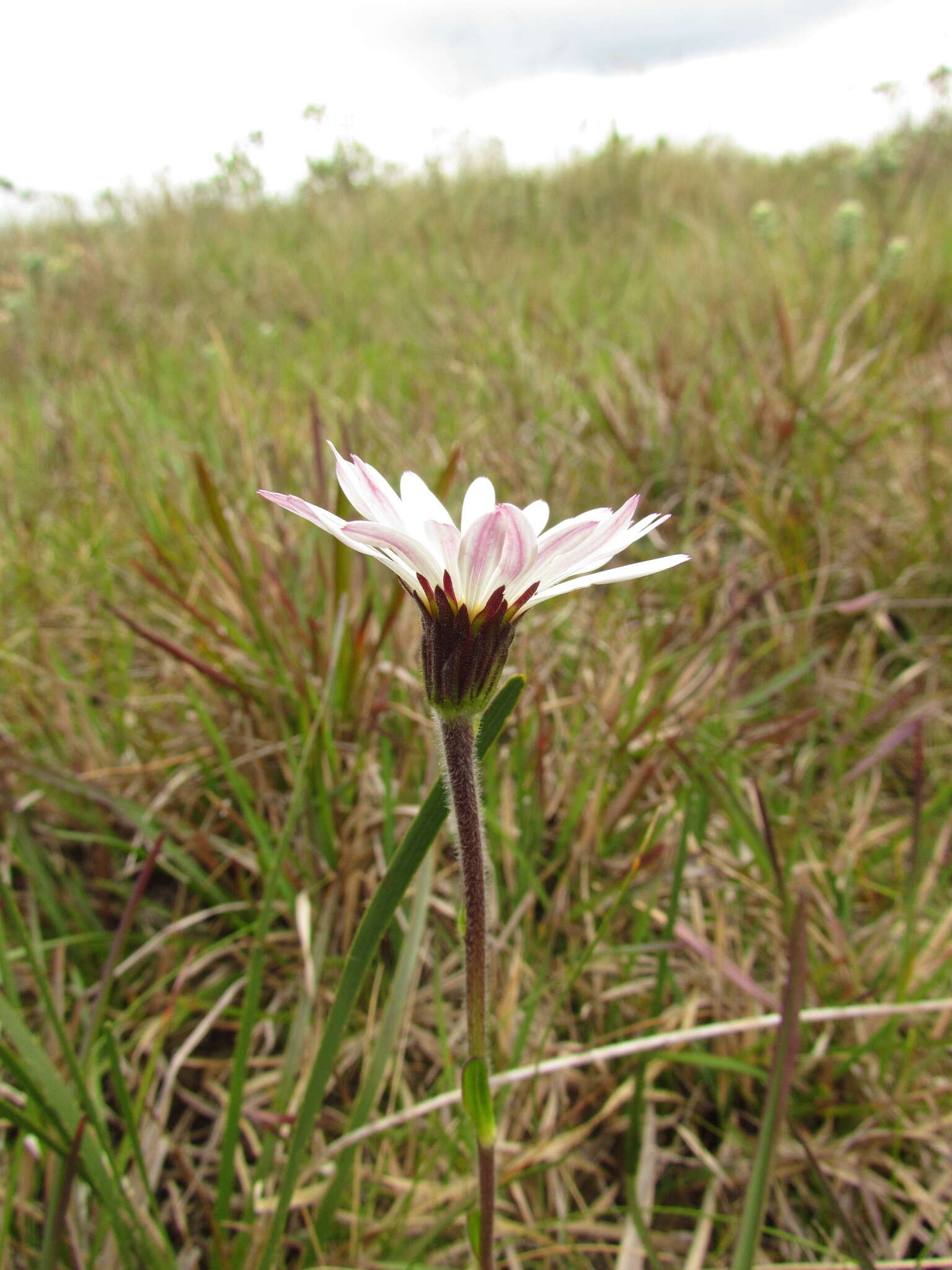 Image of Noticastrum decumbens (Baker) Cuatrec.