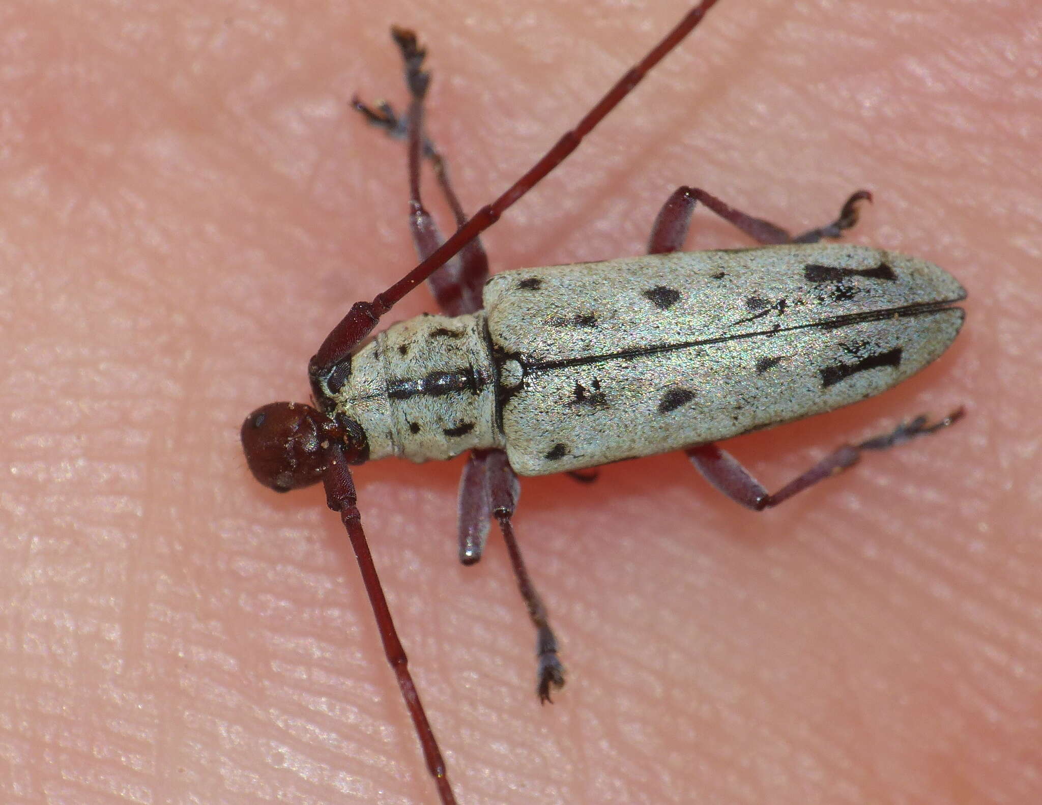 Image of Prosopocera (Paralphitopola) maculosa (Pascoe 1858)