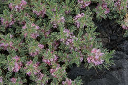 Imagem de Astragalus siculus Rafin.