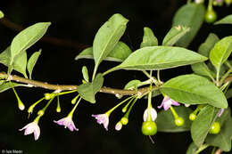 Plancia ëd Vassobia breviflora (Sendtn.) A. T. Hunziker