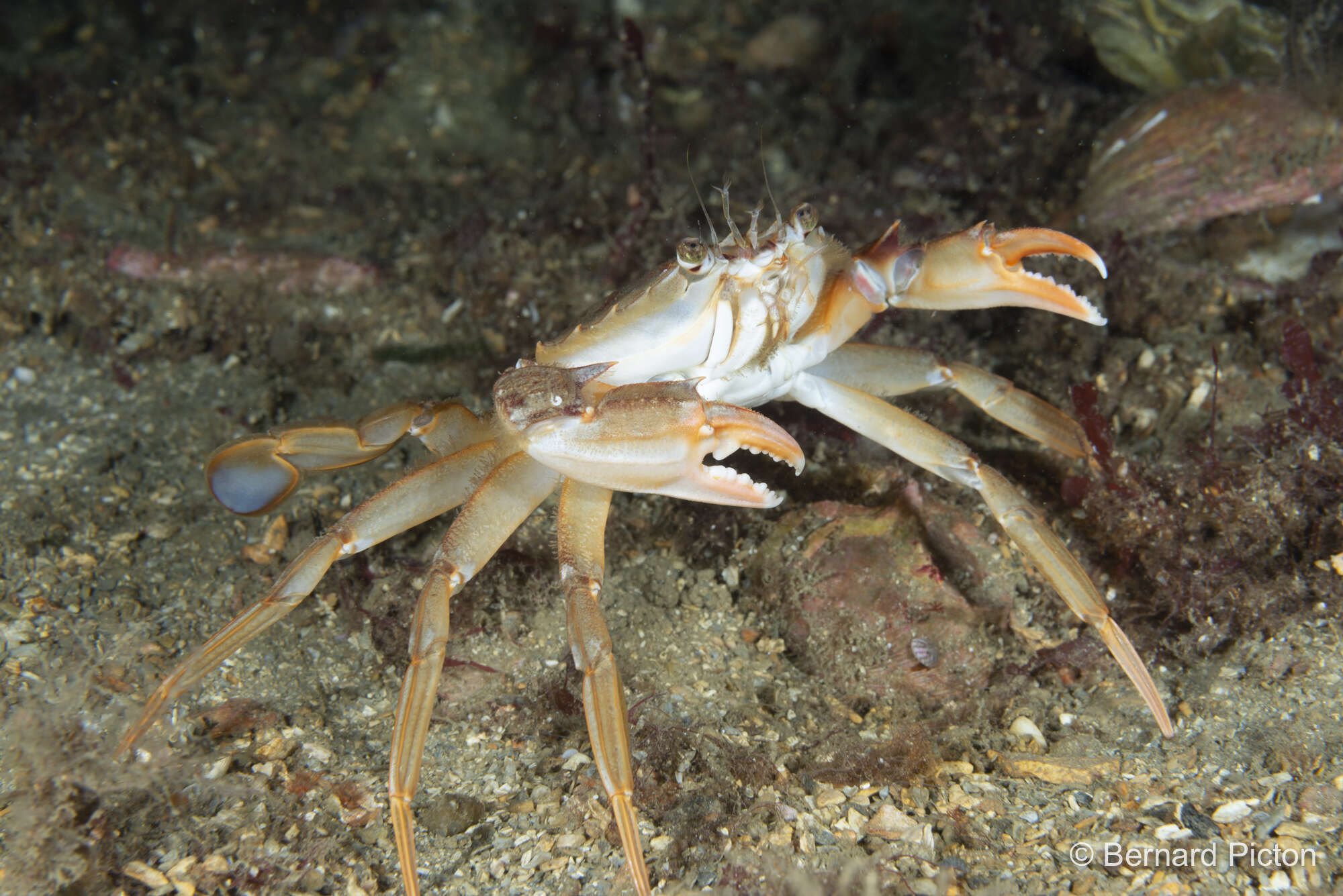 Image of blue-leg swimcrab