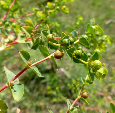 Image of Euphorbia microsphaera Boiss.