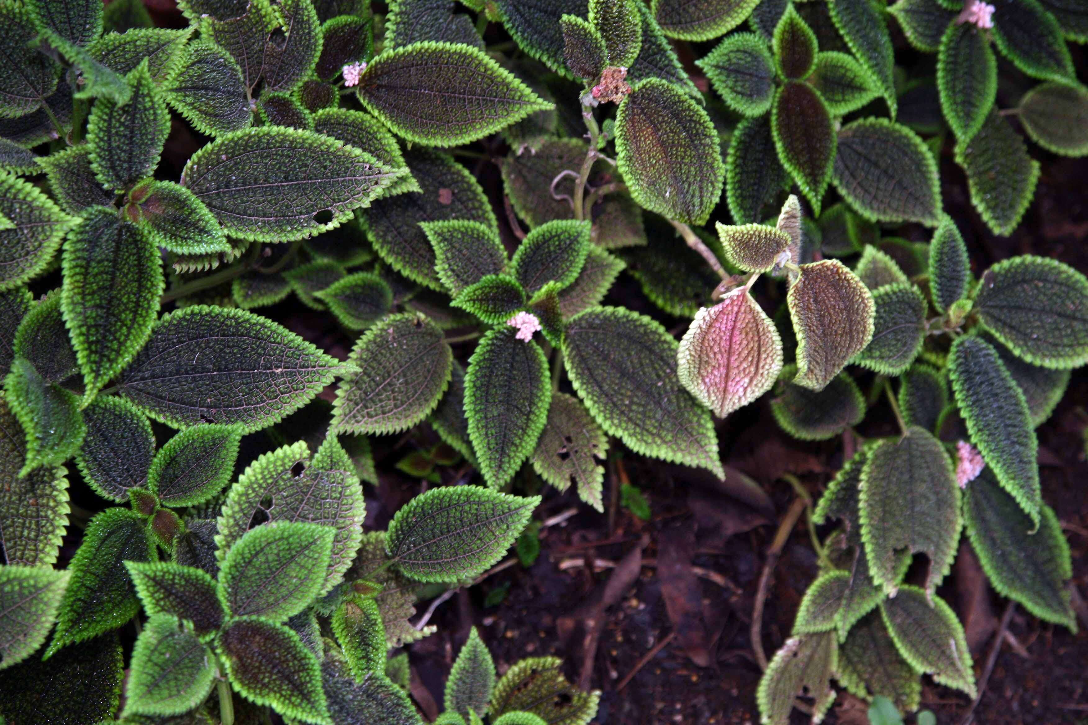 Image of friendship plant