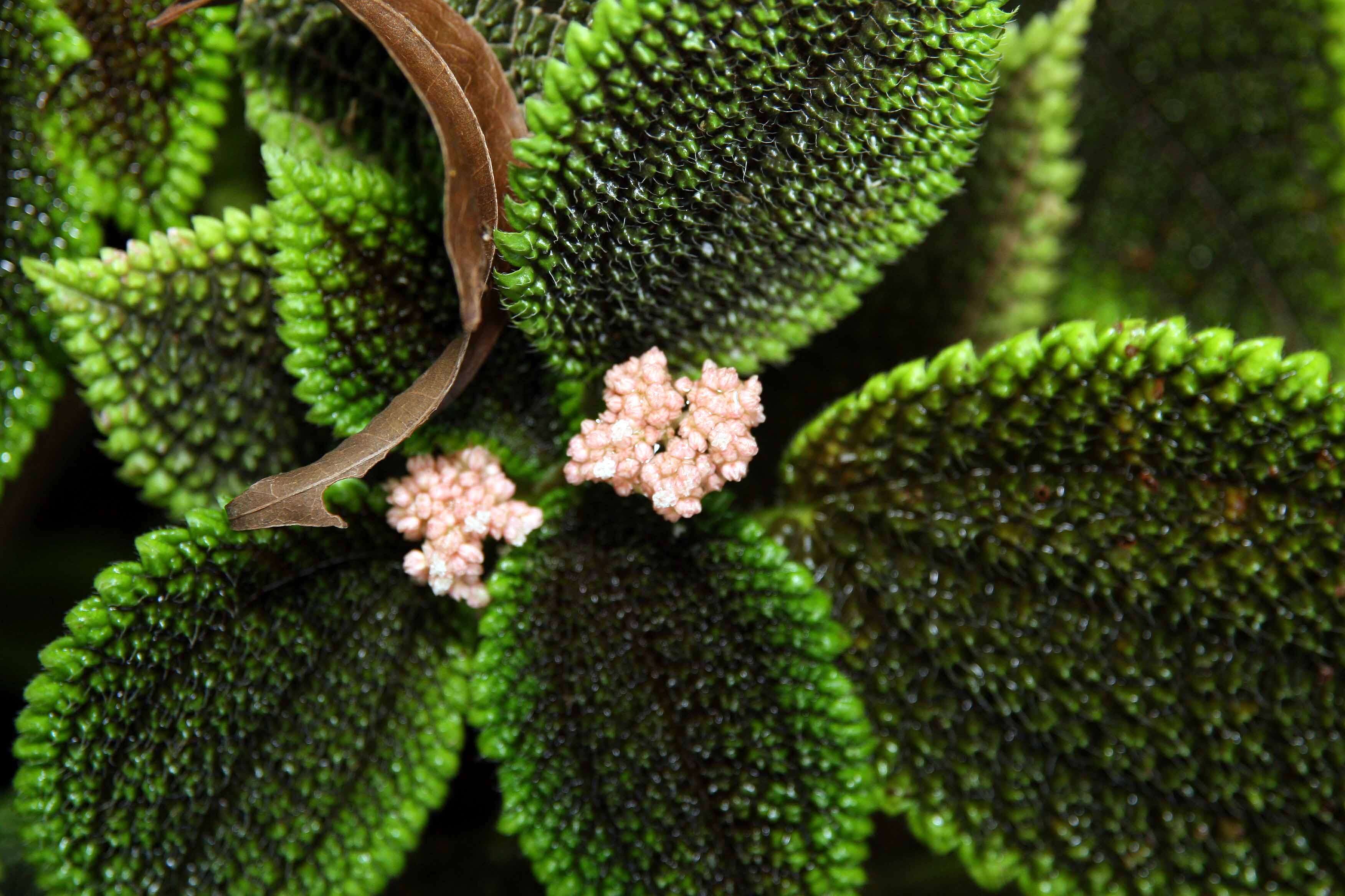 Image of friendship plant