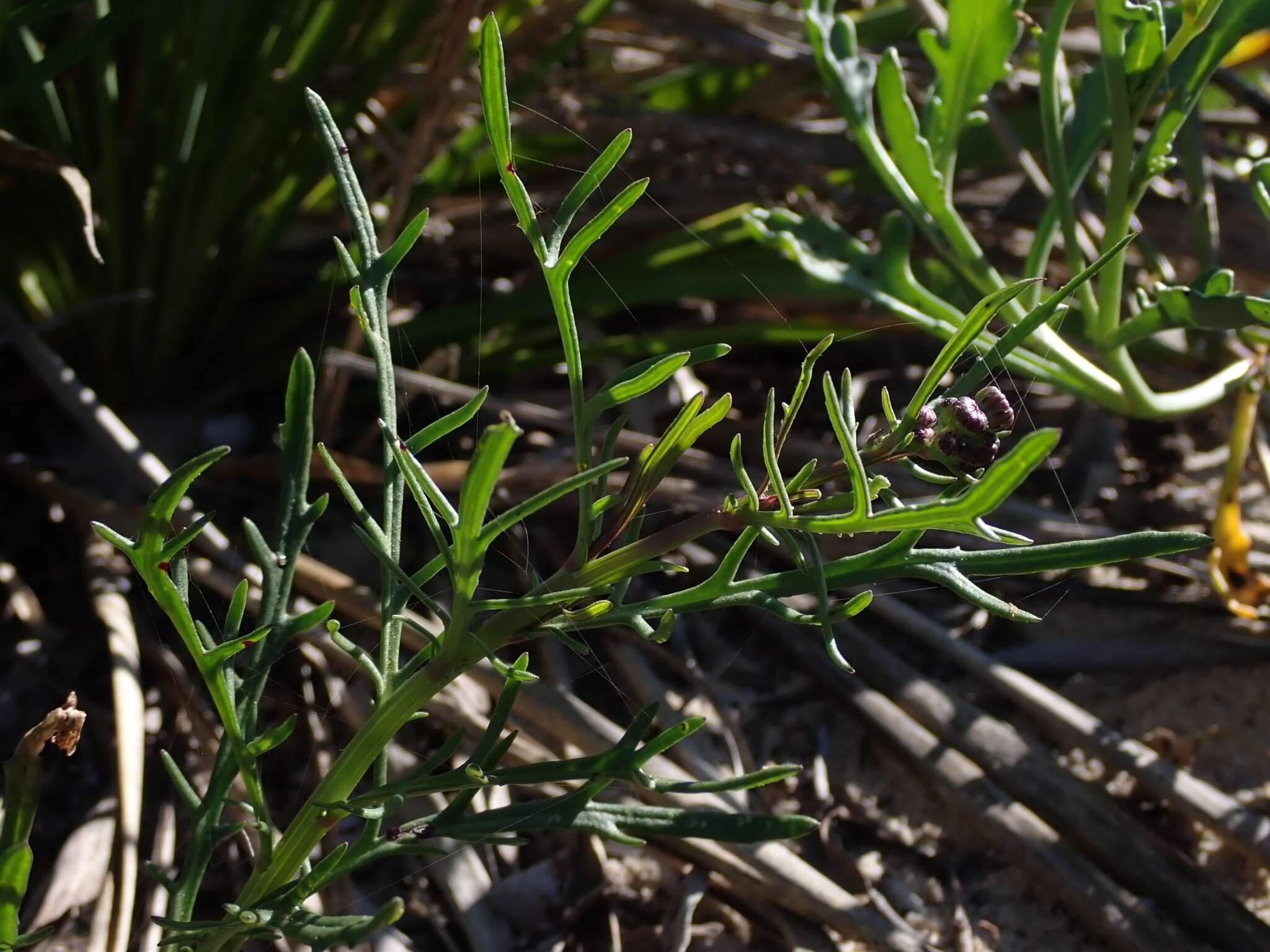 Image of <i>Senecio <i>pinnatifolius</i></i> var. pinnatifolius