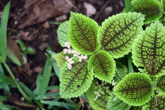 Image of friendship plant