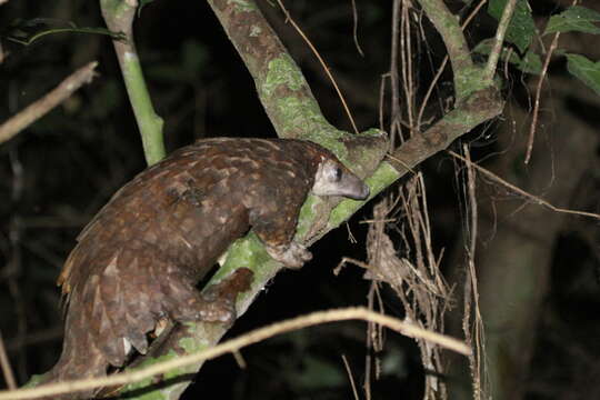 Image of tree pangolin