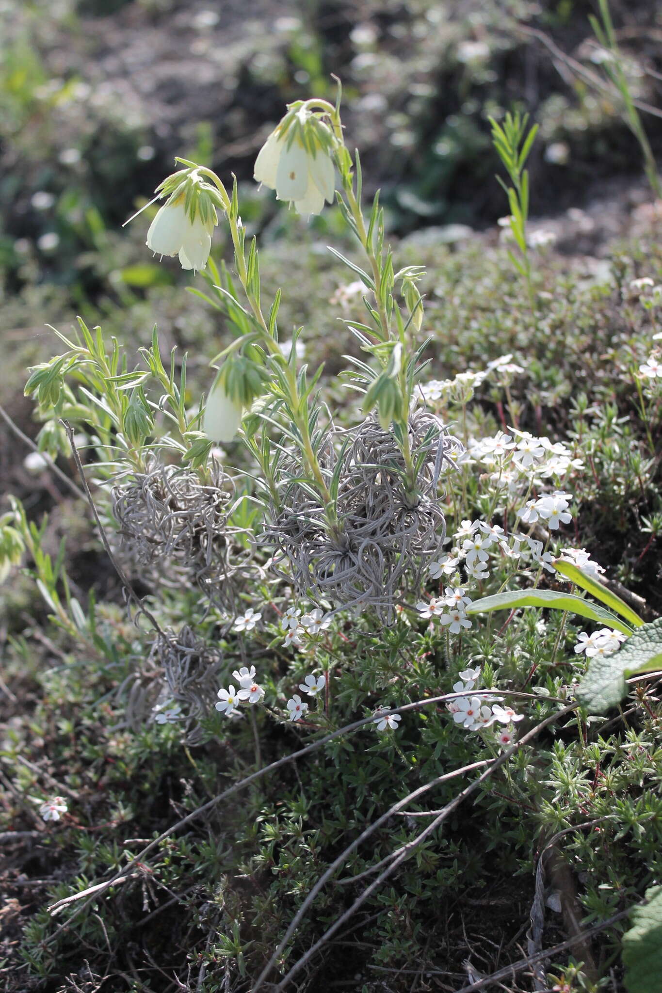 Image of Onosma tanaitica