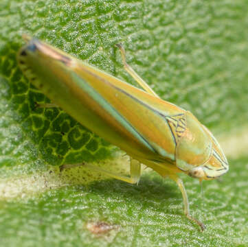 Image of Graphocephala versuta (Say 1830)