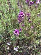 Image of denseflower Indian paintbrush