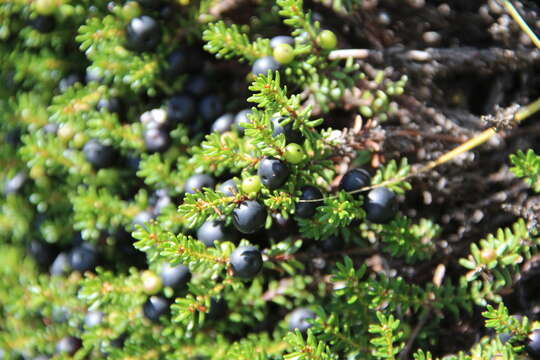 Image of Empetrum nigrum subsp. caucasicum (Juz.) V. B. Kuvaev