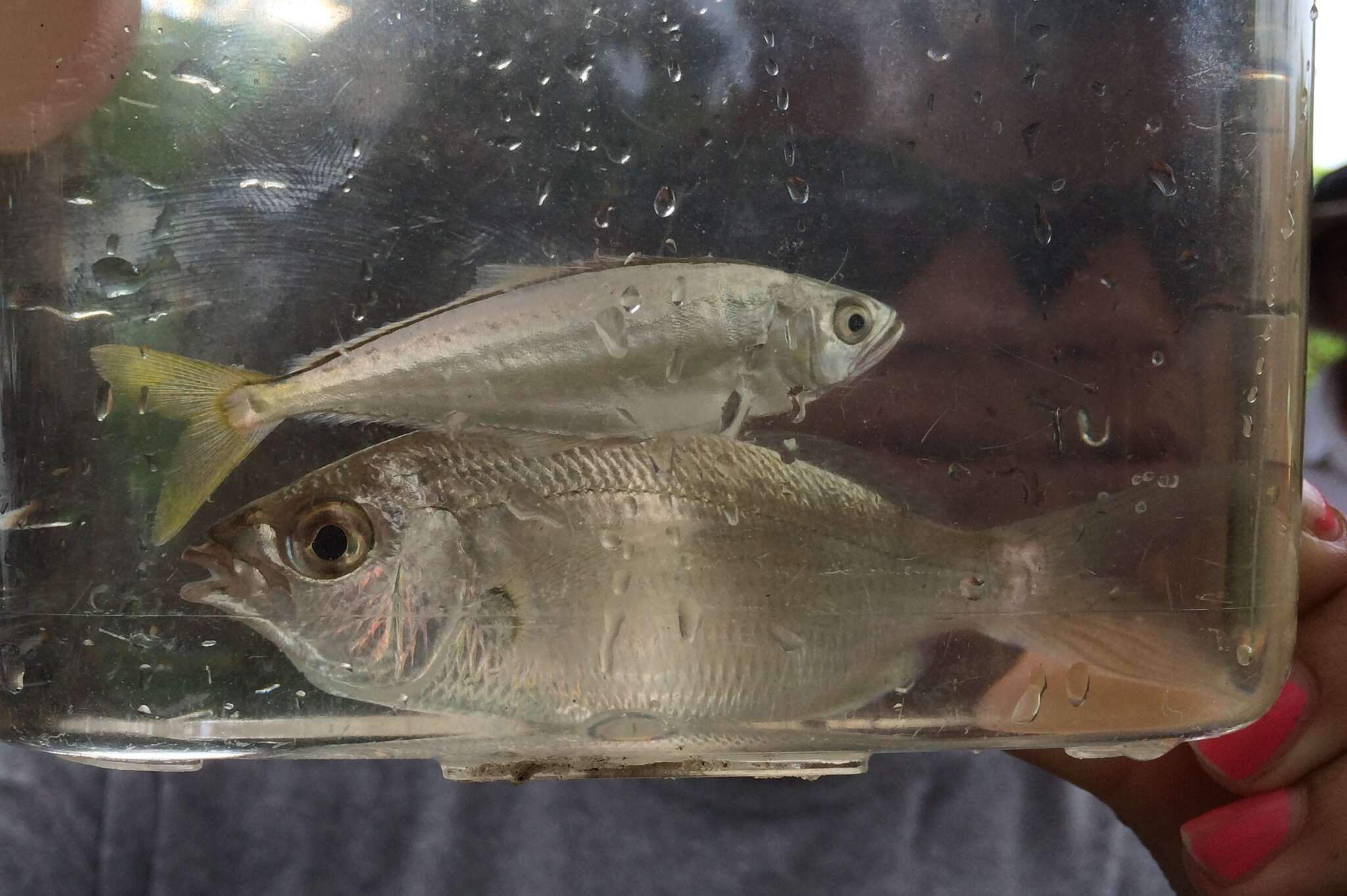 Image of Common mojarra