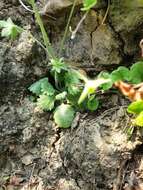 Image of Androsace umbellata (Lour.) Merr.