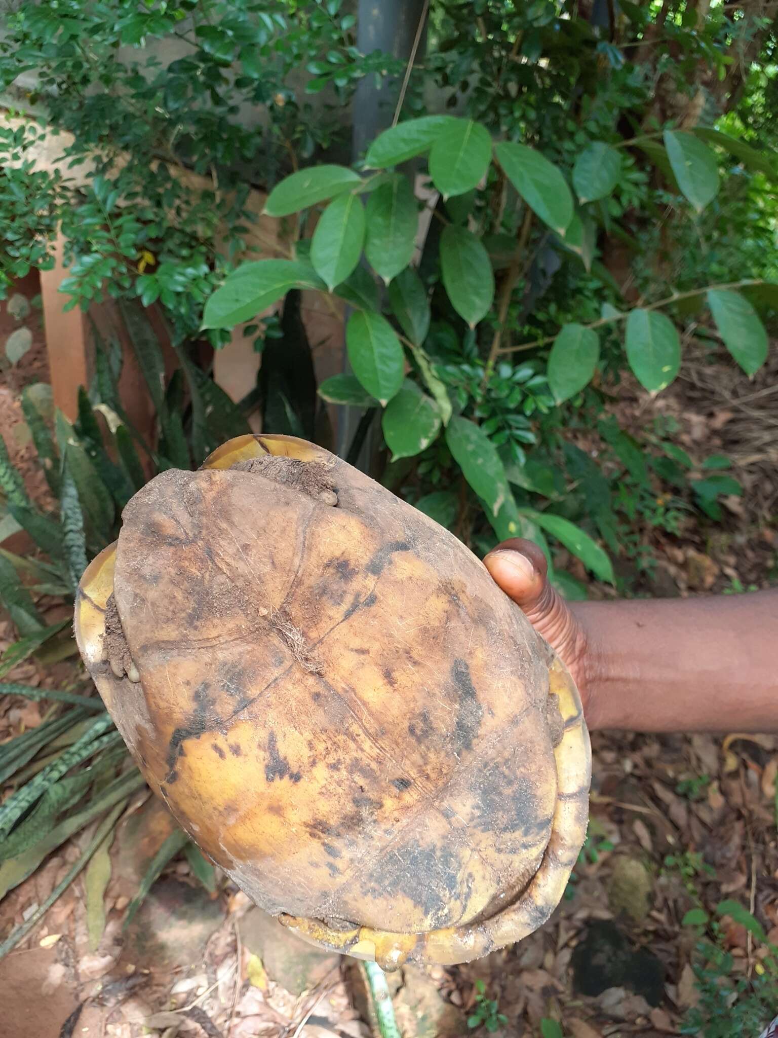 Image of Western hinge-back tortoise