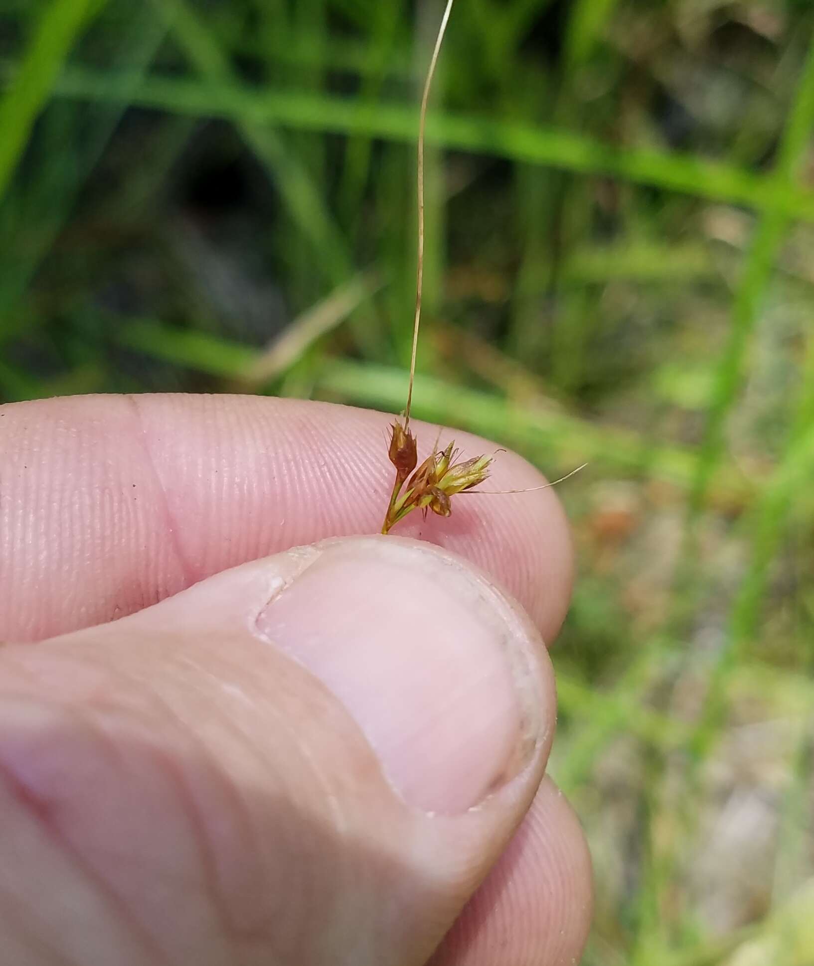 Image of Slender Beak Sedge