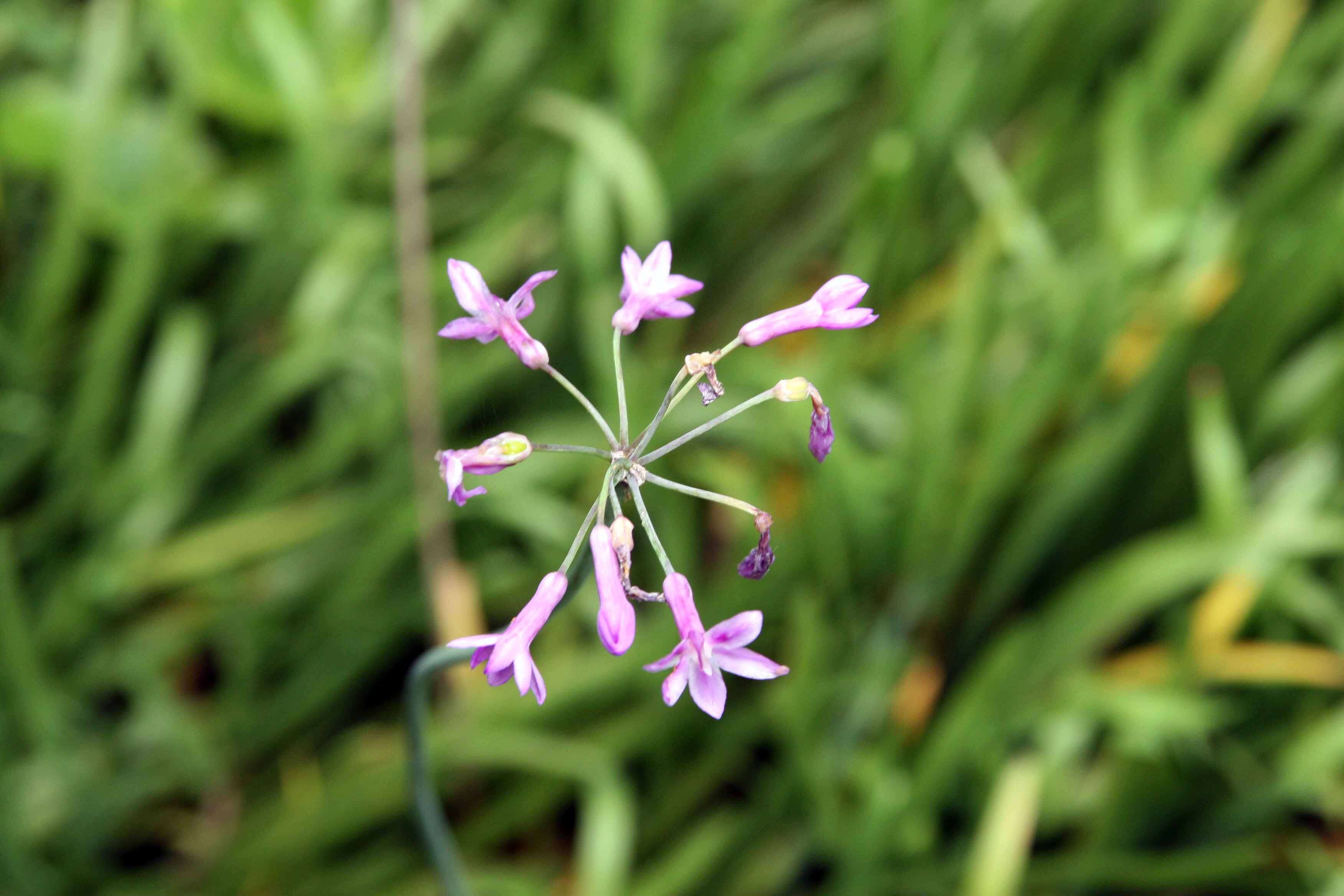 Tulbaghia violacea Harv. resmi