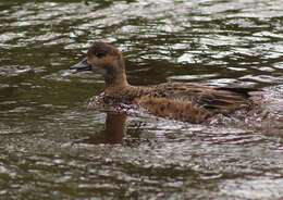 Image of Eurasian Wigeon