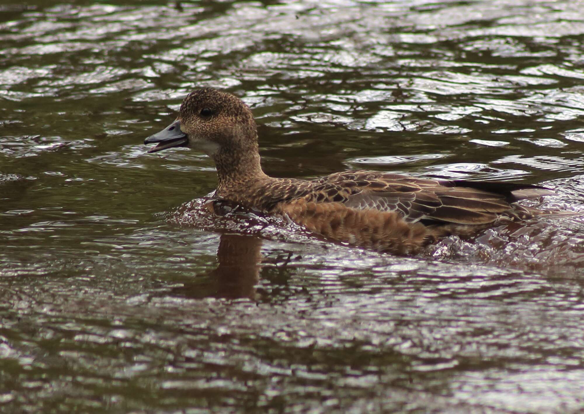 Image of Eurasian Wigeon